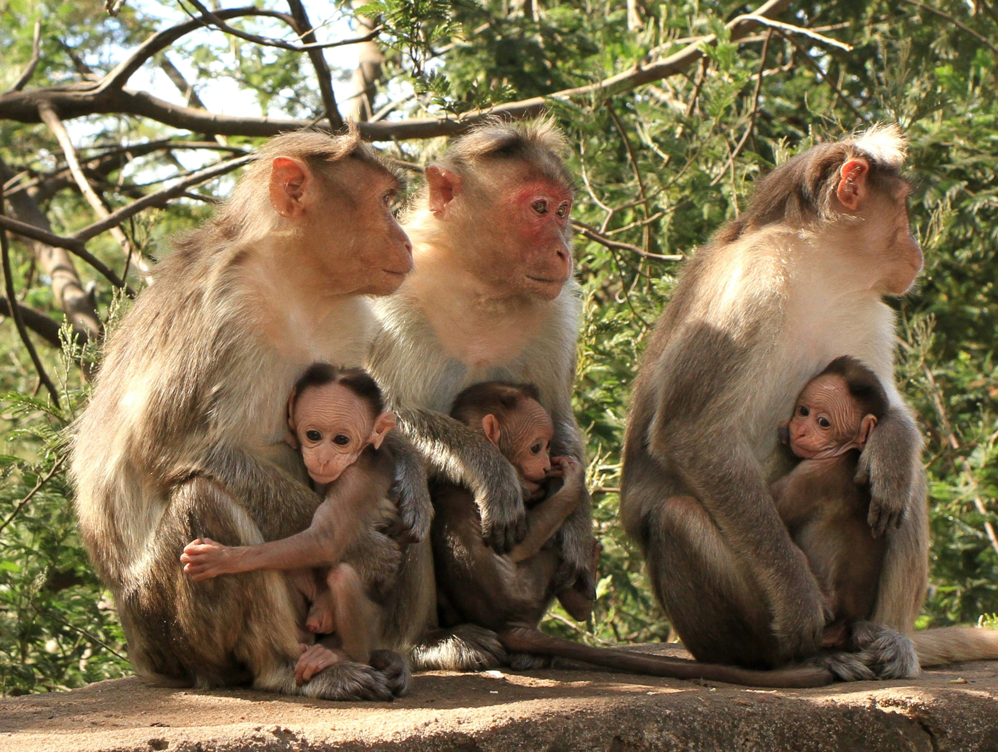 monkey sitting on ground during daytime